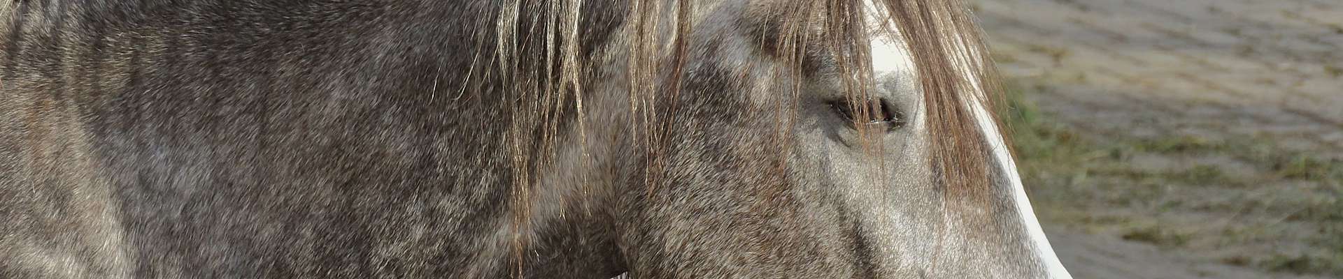 Berbergestüt "Al Zayzafoun" im Naturpark Südschwarzwald