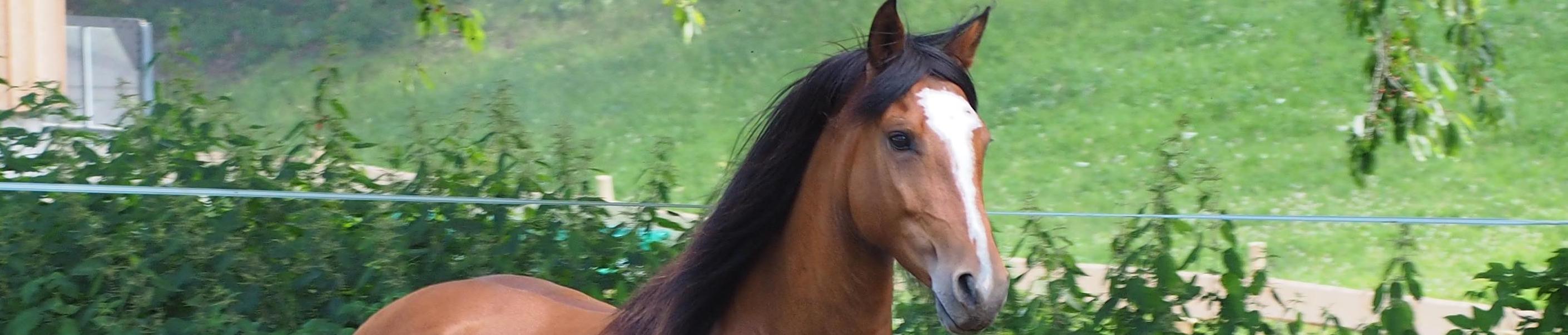 Berbergestüt "Al Zayzafoun" im Naturpark Südschwarzwald