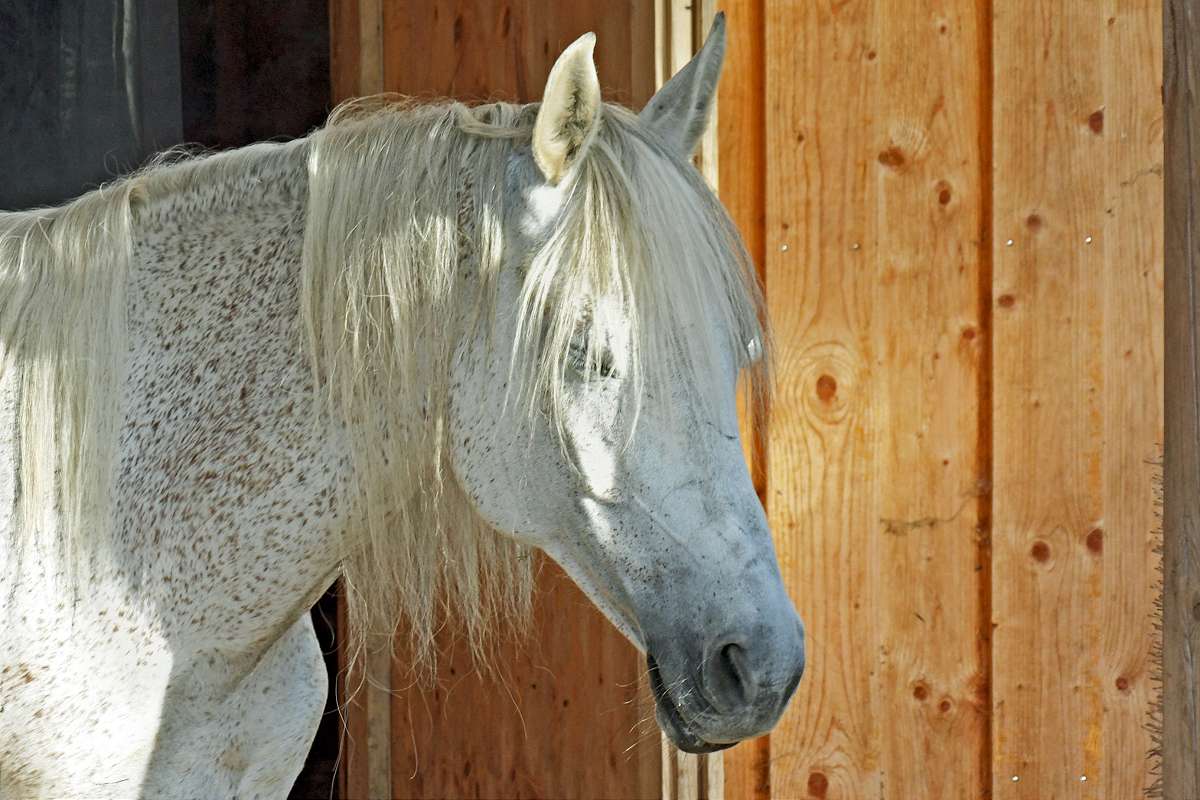 Berber-Stute "Maimoona"